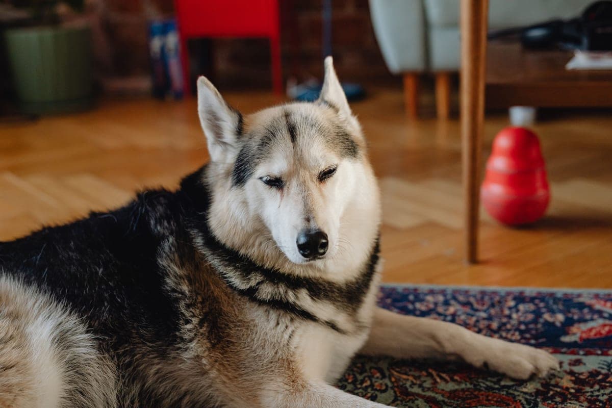 A husky dog resting at home
