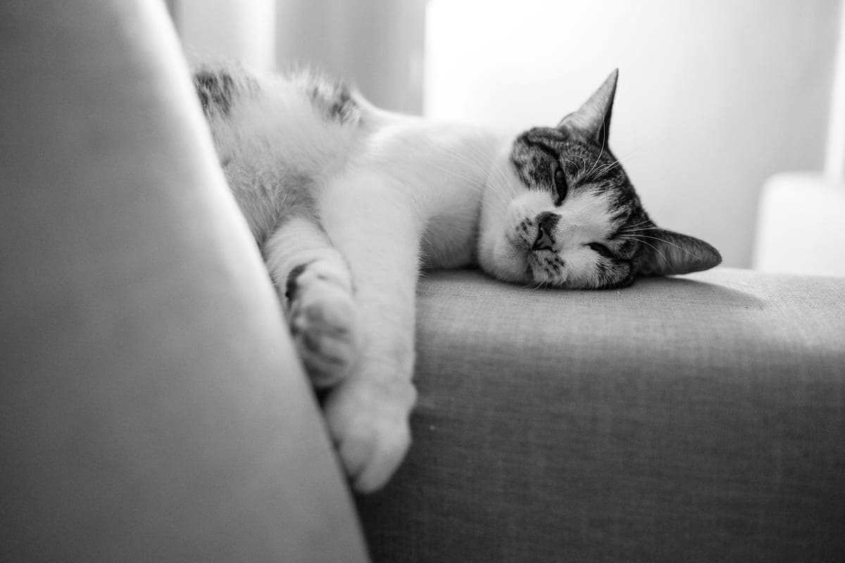 A cat asleep on a couch in a domestic living room