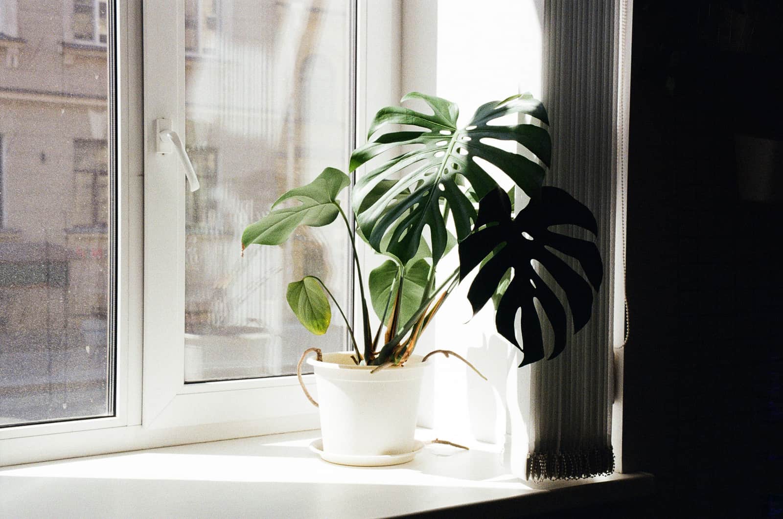 A monstera plant on a windowsill in a bright room